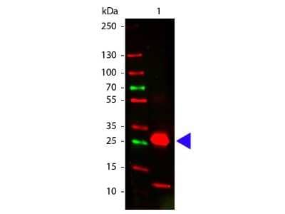 Western Blot: Goat anti-Rabbit IgG Fc Secondary Antibody (Pre-adsorbed) [NBP2-60663] - Western Blot of Goat anti-Rabbit IgG Fc Secondary antibody (Pre-adsorbed). Lane 1: Rabbit Fc. Load: 100 ng per lane.Primary antibody: Rabbit Fc antibody at 1:1,000 for overnight at 4C.Secondary antibody: DyLight(TM) 649 goat secondary antibody at 1:20,000 for 30 min at RT.Block for 30 min at RT.Predicted/Observed size: 28 kDa, 28 kDa for Rabbit Fc. Other band(s): Rabbit Fc splice variants and isoforms.