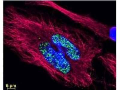 Immunocytochemistry/Immunofluorescence: Goat anti-Rabbit IgG (H+L) Secondary Antibody [DyLight 488] (Pre-adsorbed) [NBP1-72944]