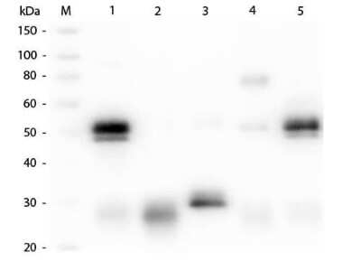 Western Blot: Goat anti-Rabbit IgG (H+L) Secondary Antibody [DyLight 488] (Pre-adsorbed) [NBP1-72944] - Western Blot of Unconjugated Goat anti-Rabbit IgG (H+L) Secondary antibody [DyLight 488] (Pre-adsorbed). Lane M: 3 ul Molecular Ladder. Lane 1: Rabbit IgG whole molecule. Lane 2: Rabbit IgG F(ab) Fragment. Lane 3: Rabbit IgG F(c) Fragment. Lane 4: Rabbit IgM Whole Molecule. Lane 5: Normal Rabbit Serum. All samples were reduced. Load: 50 ng per lane. Block for 30 min at RT. Primary Antibody: Goat anti-Rabbit IgG (H+L) Secondary antibody [DyLight 488] (Pre-adsorbed) 1:1,000 for 60 min at RT. Secondary antibody: Anti-Goat IgG (DONKEY) Peroxidase Conjugated Antibody 1:40,000 in blocking buffer for 30 min at RT. Predicted/Observed Size: 25 and 50 kDa for Rabbit IgG and Serum, 25 kDa for F(c) and F(ab), 70 and 23 kDa for IgM. Rabbit F(c) migrates slightly higher.