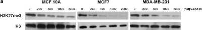 Western Blot: Goat anti-Rabbit IgG (H+L) Secondary Antibody [HRP] (Pre-adsorbed) [NB7187] - An inhibitor of EZH2 reactivates miR-125b-1 in MCF7 breast cancer cells. To determine the dose of GSK126 that reduces H3K27me3 levels, we treated the breast cell lines with different GSK126 concentrations and performed Western blot analysis. Image collected and cropped by CiteAb from the following publication (//springerplus.springeropen.com/articles/10.1186/s40064-016-2475-z), licensed under a CC-BY license.