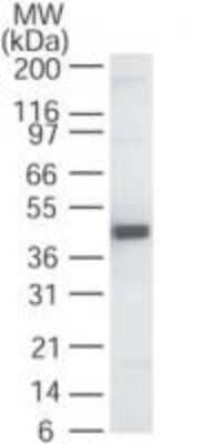 Western Blot: Goat anti-Rabbit IgG (H+L) Secondary Antibody [HRP] [NBP2-30348H] - Analysis of anti-Caspase 1, using  Goat anti-Rabbit IgG (H+L) Secondary Antibody [HRP] at 1:5,000.