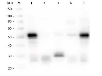 Western Blot: Goat anti-Rabbit IgG (H+L) Secondary Antibody [Unconjugated] (Pre-adsorbed) [NBP1-72715] - Lane 1: Rabbit IgG whole molecule. Lane 2: Rabbit IgG F(ab) Fragment. Lane 3: Rabbit IgG F(c) Fragment. Lane 4: Rabbit IgM Whole Molecule. Lane 5: Normal Rabbit Serum. All samples were reduced. Load: 50 ng per lane. Block: incubated with blocking buffer for 30 min at RT. Primary Antibody: Anti-Rabbit IgG (H&L) (GOAT) Antibody 1:1,000 for 60 min at RT. Secondary antibody: Anti-Goat IgG (DONKEY) Peroxidase Conjugated Antibody 1:40,000 in incubated with blocking buffer for 30 min at RT. Predicted/Observed Size: 25 and 50 kDa for Rabbit IgG and Serum, 25 kDa for F(c) and F(ab), 70 and 23 kDa for IgM. Rabbit F(c) migrates slightly higher.