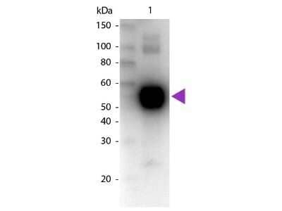 Western Blot: Goat anti-Rat IgA Heavy Chain Secondary Antibody [NBP2-60686] - Lane 1: Mouse IgA Kappa. Lane 2: None. Load: 100 ng per lane. Primary antibody: Rat IgA (Alpha chain) antibody biotin conjugated at 1:1,000 for 60 min at RT. Secondary antibody: Peroxidase streptavidin secondary antibody at 1:40,000 for 30 min at RT. Blocking: incubated with blocking buffer for 30 min at RT. Predicted/Observed size: 55 kDa, 55 kDa for Rat IgA. Other band(s): None. Image using the Biotin form of this antibody.
