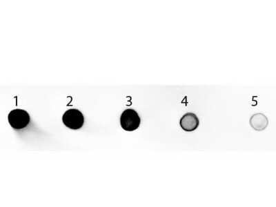 Dot Blot: Goat anti-Rat IgG (H+L) Secondary Antibody [Alkaline Phosphatase] (Pre-adsorbed) [NB7601] - Dot Blot of Goat anti-Rat IgG (H+L) Secondary antibody [Alkaline Phosphatase] (Pre-adsorbed).Antigen: Rat IgG.Blot loaded at 3 fold dilution: 1. 100ng, 2. 33.3ng, 3. 11.1ng, 4. 3.70ng, 5. 1.23ng.Antibody: Goat anti-Rat IgG (H+L) Secondary antibody [Alkaline Phosphatase] (Pre-adsorbed) 1:1,000 in blocking buffer for 60 min at RT.Alkaline Phosphatase Substrate NBT-100 Neat for 30 seconds at RT.Block for 60 min at RT.