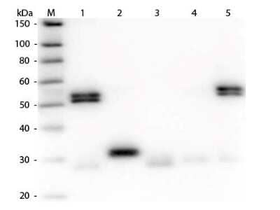 Western Blot: Goat anti-Rat IgG (H+L) Secondary Antibody [Biotin] (Pre-adsorbed) [NBP1-73259] - Lane 1: Rat IgG whole molecule. Lane 2: Rat IgG F(c) Fragment. Lane 3: Rat IgG Fab Fragment. Lane 4: Rat IgM Whole Molecule. Lane 5: Rat Serum. All samples were reduced. Load: 50 ng per lane. Block: incubated with blocking buffer for 30 min at RT. Primary Antibody: Anti-Rat IgG (H&L) (GOAT) Antibody (Min X Human Serum Proteins) 1:1,000 for 60 min at RT. Secondary Antibody: Anti-Goat IgG (DONKEY) Peroxidase Conjugated Antibody 1:40,000 in incubated with blocking buffer for 30 min at RT. Predicted/Observed Size: 25 and 55 kDa for Rat IgG and Serum, 25 kDa for F(c) and Fab, 78 and 25 kDa for IgM. Rat F(c) migrates slightly higher.