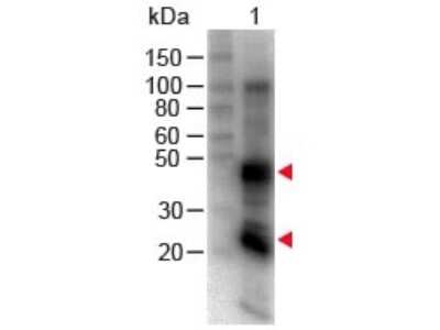 Western Blot: Goat anti-Rat IgG (H+L) Secondary Antibody [Biotin] [NB120-6844] - Lane 1: Rat IgG. Load: 100 ng per lane. Primary antibody: Rat IgG (H&L) Antibody Biotin Conjugated at 1:1000 for 60 min RT. Secondary antibody: HRP Conjugated Streptavidin at 1:40,000 for 30 min at RT. Block: incubated with blocking buffer for 30 min at RT.