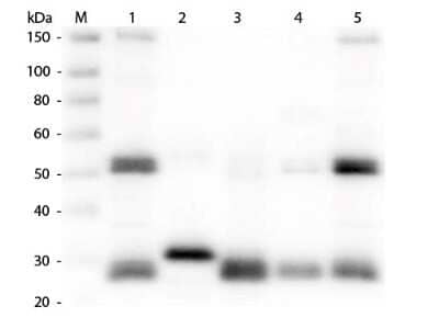 Western Blot: Goat anti-Rat IgG (H+L) Secondary Antibody [Biotin] [NB120-6844] - Western Blot Goat anti-Rat IgG (H+L) Secondary Antibody [Biotin]