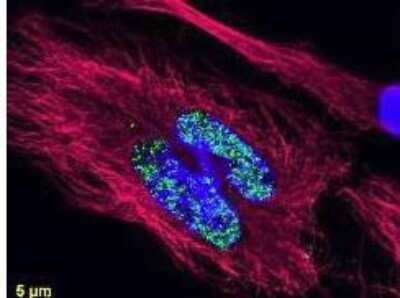 Immunocytochemistry/Immunofluorescence: Goat anti-Rat IgG (H+L) Secondary Antibody [DyLight 488] (Pre-adsorbed) [NBP1-72973] - Anti-histone detection using a DyLight 488 (R) conjugate (green). Anti-Tubulin was detected using a DyLight 549 conjugate (red). Nuclei were counter-stained using DAPI (blue). The image was captured using an Axio Imager.Z1 (Zeiss Micro Imaging Inc).
