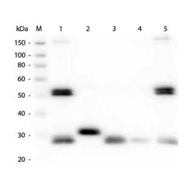 Western Blot: Goat anti-Rat IgG (H+L) Secondary Antibody [DyLight 680] (Pre-adsorbed) [NBP1-72979] - Western Blot of Anti-Rat IgG (H&L) (GOAT) Antibody (Min X Bv Ch Gt GP Ham Hs Hu Ms Rb & Sh Serum Proteins). Lane M: 3 ul Molecular Ladder. Lane 1: Rat IgG whole molecule. Lane 2: Rat IgG F(c) Fragment. Lane 3: Rat IgG Fab Fragment. Lane 4: Rat IgM Whole Molecule. Lane 5: Rat Serum.
