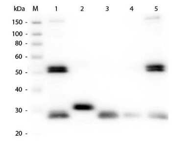 Western Blot: Goat anti-Rat IgG (H+L) Secondary Antibody [FITC] (Pre-adsorbed) [NB120-7093] - Goat anti-Rat IgG (H+L) Secondary Antibody [Fluorescein] [NB120-7093] - Lane 1: Rat IgG whole molecule. Lane 2: Rat IgG F(c) Fragment. Lane 3: Rat IgG Fab Fragment. Lane 4: Rat IgM Whole Molecule. Lane 5: Rat Serum. All samples were reduced. Load: 50 ng per lane. Block: incubated with blocking buffer for 30 min at RT. Primary Antibody: Anti-Rat IgG (H&L) (GOAT) Antibody (Min X Bv Ch Gt GP Ham Hs Hu Ms Rb & Sh Serum Proteins) 1:1,000 for 60 min at RT. Secondary Antibody: Anti-Goat IgG (DONKEY) Peroxidase Conjugated Antibody 1:40,000 in incubated with blocking buffer for 30 min at RT. Predicted/Observed Size: 25 and 55 kDa for Rat IgG and Serum, 25 kDa for F(c) and Fab, 78 and 25 kDa for IgM. Rat F(c) migrates slightly higher.