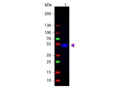 Western Blot: Goat anti-Rat IgG (H+L) Secondary Antibody [FITC] (Pre-adsorbed) [NB120-7093] - Western Blot of Goat anti-Rat IgG (H+L) Secondary Antibody [FITC] (Pre-adsorbed).Lane 1:  Rat IgG.  Lane 2:  None.  Load:  50 ng per lane.Primary antibody:  None.Secondary antibody:  Goat anti-Rat IgG (H+L) Secondary Antibody [FITC] (Pre-adsorbed) at 1:1000 for 60 min at RT.Block:  Fluorescent blocking buffer for 30 min at RT.Predicted/Observed size:  28 & 55 kDa, 55 kDa for Rat IgG. Other band(s): None.