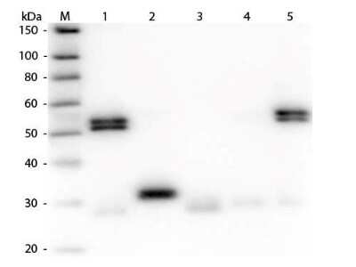 Western Blot: Goat anti-Rat IgG (H+L) Secondary Antibody [FITC] (Pre-adsorbed) [NBP1-73143] - Goat anti-Rat IgG (H+L) Secondary Antibody [Fluorescein] [NBP1-73143] - Lane 1: Rat IgG whole molecule. Lane 2: Rat IgG F(c) Fragment. Lane 3: Rat IgG Fab Fragment. Lane 4: Rat IgM Whole Molecule. Lane 5: Rat Serum. All samples were reduced. Load: 50 ng per lane. Block: incubated with blocking buffer for 30 min at RT. Primary Antibody: Anti-Rat IgG (H&L) (GOAT) Antibody (Min X Human Serum Proteins) 1:1,000 for 60 min at RT. Secondary Antibody: Anti-Goat IgG (DONKEY) Peroxidase Conjugated Antibody 1:40,000 in incubated with blocking buffer for 30 min at RT. Predicted/Observed Size: 25 and 55 kDa for Rat IgG and Serum, 25 kDa for F(c) and Fab, 78 and 25 kDa for IgM. Rat F(c) migrates slightly higher.