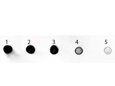 Dot Blot: Goat anti-Rat IgG (H+L) Secondary Antibody (Pre-adsorbed) [NB120-7092] - Dot Blot of Goat anti-Rat IgG (H+L) Secondary Antibody [Alkaline Phosphatase] (Pre-adsorbed).Antigen: Rat IgGLoad: 1 ugPrimary antibody: Goat anti-Rat IgG (H+L) Secondary Antibody [Alkaline Phosphatase] (Pre-adsorbed) 1:1000 in Fluorescent blocking buffer for 60 min at RT.Alkaline Phosphatase Substrate Neat for 30 seconds at RT.Block: Fluorescent blocking buffer for 60 min at RT.. Using the Alkaline Phosphatase format of this antibody.