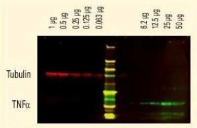 Western Blot: Goat anti-Rat IgG (H+L) Secondary Antibody (Pre-adsorbed) [NB120-7092] - tubulin was detected using a Dye Light 680 conjugate. Anti-TNFa was detected using a Dye Light 800 conjugate.