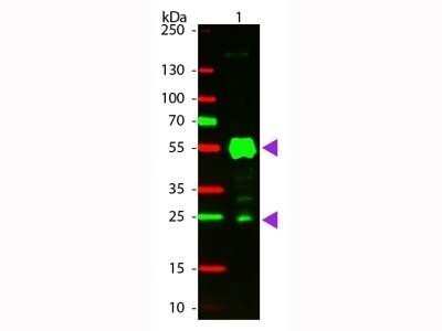 Western Blot: Goat anti-Rat IgG (H+L) Secondary Antibody (Pre-adsorbed) [NB120-7092] - Western blot of CY3 Conjugated Goat Anti-Rat IgG Pre-Adsorbed secondary antibody. Lane 1: Rat IgG. Lane 2:  None. Load: 50 ng per lane.Primary antibody:  None.Secondary antibody:  CY3 goat secondary antibody at 1:1,000 for 60 min at RT.  Blocking: for 30 min at RT.Predicted/Observed size:  25,55 kDa, 25, 55 kDa for Rat IgG.Other band(s):  Rat IgG splice variants and isoforms.