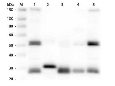 Western Blot: Goat anti-Rat IgG (H+L) Secondary Antibody [Rhodamine] (Pre-adsorbed) [NBP1-73142] - Lane 1: Rat IgG whole molecule. Lane 2: Rat IgG F(c) Fragment. Lane 3: Rat IgG Fab Fragment. Lane 4: Rat IgM Whole Molecule. Lane 5: Rat Serum. All samples were reduced. Load: 50 ng per lane. Block: incubated with blocking buffer for 30 min at RT. Primary Antibody: Anti-Rat IgG (H&L) (GOAT) Antibody 1:1,000 for 60 min at RT. Secondary Antibody: Anti-Goat IgG (DONKEY) Peroxidase Conjugated Antibody 1:40,000 in incubated with blocking buffer for 30 min at RT. Predicted/Observed Size: 25 and 55 kDa for Rat IgG and Serum, 25 kDa for F(c) and Fab, 78 and 25 kDa for IgM. Rat F(c) migrates slightly higher.