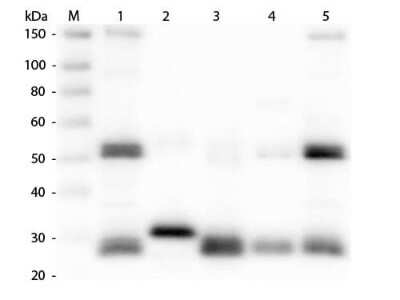 Western Blot: Goat anti-Rat IgG (H+L) Secondary Antibody [Texas Red] [NB120-6843] - Western Blot of Goat anti-Rat IgG (H+L) Secondary antibody [Texas Red]. Lane M: 3 ul Molecular Ladder. Lane 1: Rat IgG whole molecule. Lane 2: Rat IgG F(c) Fragment. Lane 3: Rat IgG Fab Fragment. Lane 4: Rat IgM Whole Molecule. Lane 5: Rat Serum. All samples were reduced. Load: 50 ng per lane. Block for 30 min at RT. Primary Antibody: Goat anti-Rat IgG (H+L) Secondary antibody [Texas Red] 1:1,000 for 60 min at RT. Secondary Antibody: Anti-Goat IgG (DONKEY) Peroxidase Conjugated Antibody 1:40,000 in blocking buffer for 30 min at RT. Predicted/Obsevered Size: 25 and 55 kDa for Rat IgG and Serum, 25 kDa for F(c) and Fab, 78 and 25 kDa for IgM. Rat F(c) migrates slightly higher.