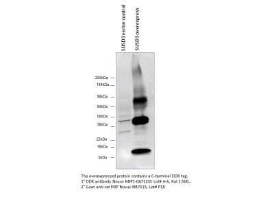 Western Blot: Goat anti-Rat IgG (H+L) Secondary Antibody [NB7112] - Detection of DDK in SUSD3 overexpression lysate using anti-DYKDDDDK Epitope Tag antibody (cat.# NBP1-06712) followed by Goat anti-Rat IgG (H+L) Secondary Antibody HRP conjugated secondary antibody. Image from verified customer review. Image using the HRP form of this antibody.