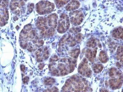 Immunohistochemistry-Paraffin: Golgi Glycoprotein 1/GLG1 Antibody (GLG1/970) - Azide and BSA Free [NBP2-47794] - Human Pancreas stained with GLG1 Monoclonal Antibody (GLG1/970).