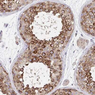 Immunohistochemistry-Paraffin: Golgin 97 Antibody [NBP2-38528] - Staining of human testis shows strong cytoplasmic positivity in cells in seminiferous ducts.