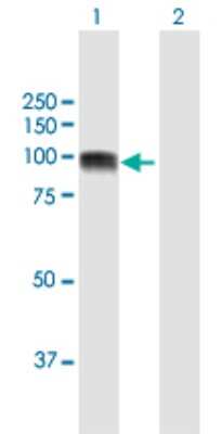 Western Blot: Golgin 97 Antibody [H00002800-B01P] - Analysis of GOLGA1 expression in transfected 293T cell line by GOLGA1 polyclonal antibody.  Lane 1: GOLGA1 transfected lysate(84.37 KDa). Lane 2: Non-transfected lysate.