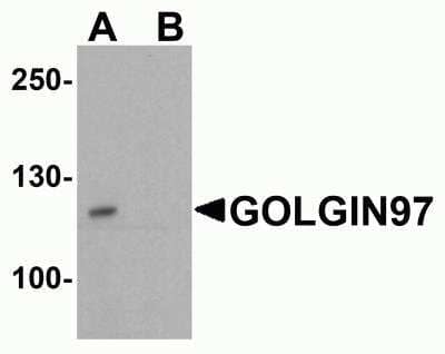 Western Blot Golgin 97 Antibody - BSA Free