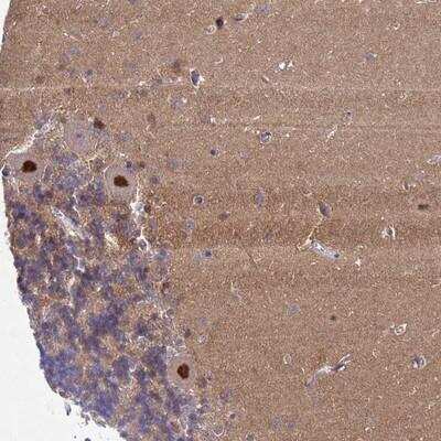 Immunohistochemistry: Gonadotropin Inducible Transcription Repressor 1 Antibody [NBP1-91956] - Staining of human cerebellum shows strong nuclear positivity in Purkinje cells.