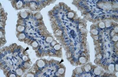 Immunohistochemistry-Paraffin: Gonadotropin Inducible Transcription Repressor 1 Antibody [NBP1-80177] - Human Intestine Tissue, antibody concentration 4-8ug/ml. Cells with positive label: Epithelial cells of intestinal villus (indicated with arrows) 400X magnification.