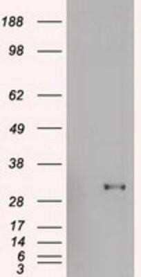 Flow Cytometry: Goosecoid Antibody (OTI1D7) - Azide and BSA Free [NBP2-72409] - HEK293T cells were transfected with the pCMV6-ENTRY control (Left lane) or pCMV6-ENTRY GSC (Right lane) cDNA for 48 hrs and lysed. Equivalent amounts of cell lysates (5 ug per lane) were separated by SDS-PAGE and immunoblotted with anti-GSC.