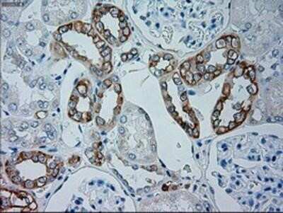 Immunohistochemistry: Goosecoid Antibody (OTI1D7) - Azide and BSA Free [NBP2-72409] - Staining of paraffin-embedded Human Kidney tissue using anti-GSC mouse monoclonal antibody.