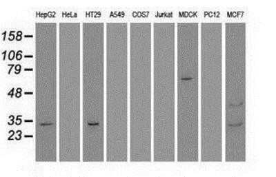 Western Blot: Goosecoid Antibody (OTI1D7) - Azide and BSA Free [NBP2-72409] - Analysis of extracts (35ug) from 9 different cell lines by using anti-GSC monoclonal antibody.