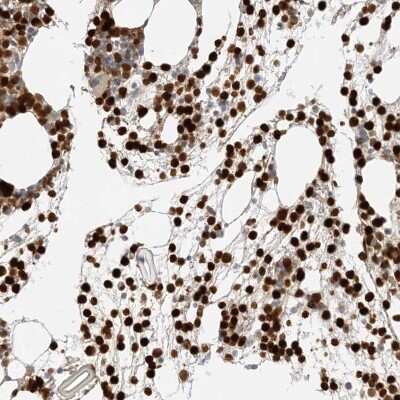 Immunohistochemistry-Paraffin: Grancalcin Antibody [NBP1-89786] - Staining of human bone marrow shows high expression.