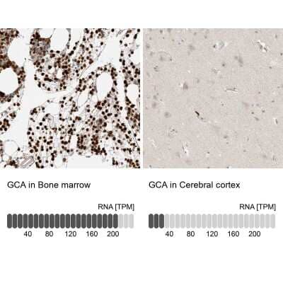 <b>Orthogonal Strategies Validation. </b>Immunohistochemistry-Paraffin: Grancalcin Antibody [NBP1-89786] - Staining in human bone marrow and cerebral cortex tissues using anti-GCA antibody. Corresponding GCA RNA-seq data are presented for the same tissues.