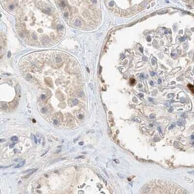 Immunohistochemistry-Paraffin: Grancalcin Antibody [NBP1-89786] - Staining of human kidney.