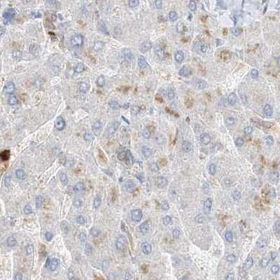 Immunohistochemistry-Paraffin: Grancalcin Antibody [NBP1-89786] - Staining of human liver.