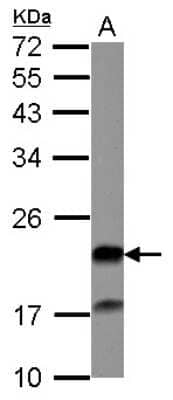 Western Blot: Grancalcin Antibody [NBP2-16734] - Sample (30 ug of whole cell lysate) A: U87-MG 12% SDS PAGE gel, diluted at 1:1000.