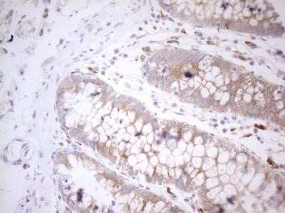 Immunohistochemistry: Granulin Antibody (OTI3H6) - Azide and BSA Free [NBP2-70847] - Staining of paraffin-embedded Human colon tissue using anti-GRN mouse monoclonal antibody.