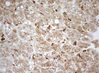 Immunohistochemistry: Granulin Antibody (OTI3H6) - Azide and BSA Free [NBP2-70847] - Staining of paraffin-embedded Human liver tissue using anti-GRN mouse monoclonal antibody.