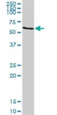 Western Blot: Granulin Antibody [H00002896-D01P] - Analysis of GRN expression in mouse testis.