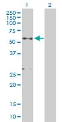 Western Blot: Granulin Antibody [H00002896-D01P] - Analysis of GRN expression in transfected 293T cell line by GRN polyclonal antibody.Lane 1: GRN transfected lysate(63.50 KDa).Lane 2: Non-transfected lysate.