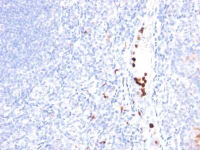 Immunohistochemistry-Paraffin: Granulocyte Marker Antibody (SPM250) - Azide and BSA Free [NBP2-34750] - Formalin-fixed, paraffin-embedded tonsil stained with Granulocyte MAb (SPM250). Note specific cytoplasmic staining.