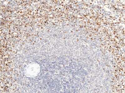 Immunohistochemistry-Paraffin: Granzyme B Antibody (2) [NBP2-89439] - Staining of human Granzyme B in human spleen with rabbit monoclonal antibody (1:1000).