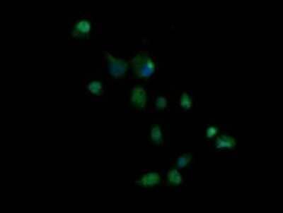 Immunocytochemistry/Immunofluorescence: Granzyme B Antibody (OTI4E4) - Azide and BSA Free [NBP2-70870] - Analysis of COS7 cells transiently transfected by pCMV6-ENTRY Granzyme B.