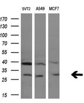 Western Blot: Granzyme B Antibody (OTI4E4) - Azide and BSA Free [NBP2-70870] - Analysis of extracts (10ug) from 3 different cell lines.