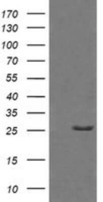 Western Blot: Granzyme B Antibody (OTI4E4) - Azide and BSA Free [NBP2-70870] - Analysis of HEK293T cells were transfected with the pCMV6-ENTRY control (Left lane) or pCMV6-ENTRY Granzyme B.