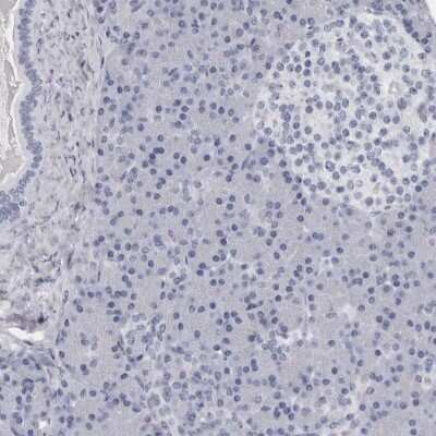 Immunohistochemistry-Paraffin: Granzyme H Antibody [NBP1-86565] - Staining of human pancreas shows low expression as expected.