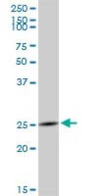 Western Blot: Granzyme H Antibody [H00002999-B01P] - Analysis of GZMH expression in human spleen.