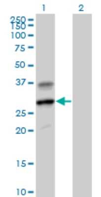 Western Blot: Granzyme H Antibody [H00002999-B01P] - Analysis of GZMH expression in transfected 293T cell line by GZMH polyclonal antibody.  Lane 1: GZMH transfected lysate(27.17 KDa). Lane 2: Non-transfected lysate.