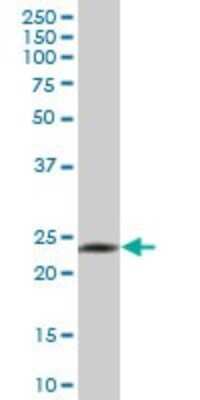 Western Blot: Granzyme H Antibody [H00002999-B02P] - Analysis of GZMH expression in human spleen.