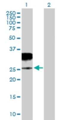 Western Blot: Granzyme H Antibody [H00002999-B02P] - Analysis of GZMH expression in transfected 293T cell line by GZMH polyclonal antibody.  Lane 1: GZMH transfected lysate(27.06 KDa). Lane 2: Non-transfected lysate.